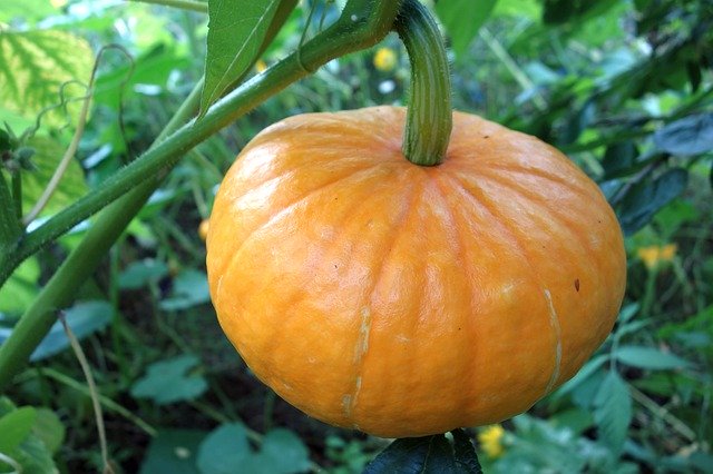 Free download Pumpkin Garden Orange -  free photo or picture to be edited with GIMP online image editor