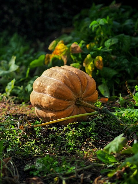 Free download pumpkin garden plant fall free picture to be edited with GIMP free online image editor