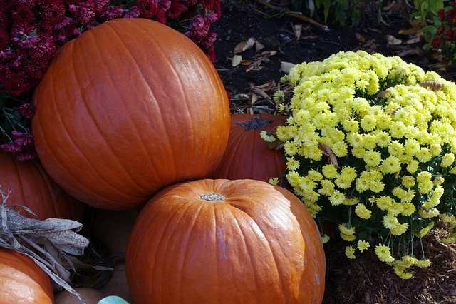 Free download Pumpkin Halloween Decoration -  free photo or picture to be edited with GIMP online image editor