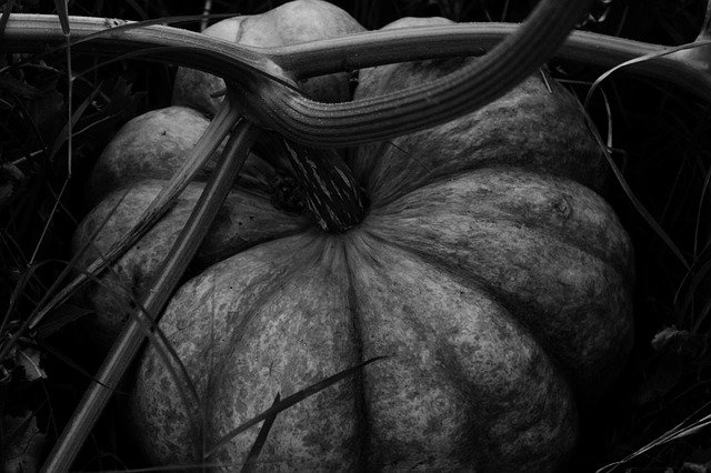 Free download Pumpkin Halloween October -  free free photo or picture to be edited with GIMP online image editor