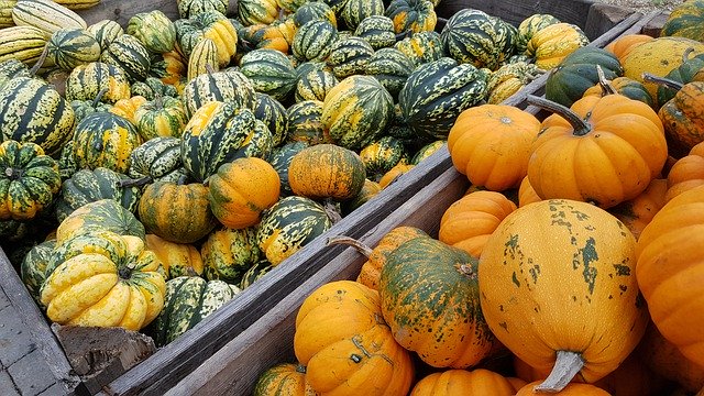 Free download Pumpkin Orange Green -  free photo or picture to be edited with GIMP online image editor