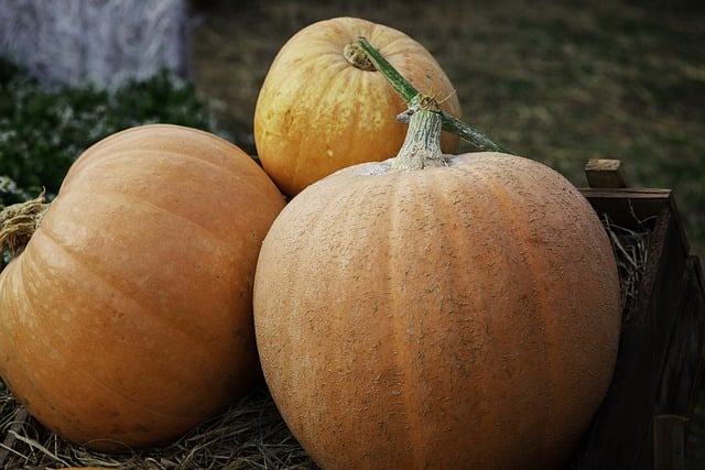 Free download pumpkin organic vegetable harvest free picture to be edited with GIMP free online image editor