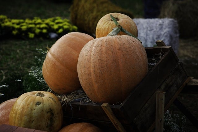 Free download pumpkin seasonal organic vegetable free picture to be edited with GIMP free online image editor