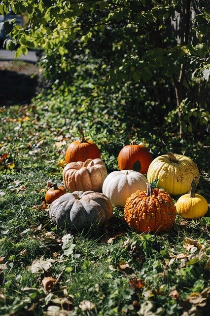 Free download pumpkins fall pumpkin autumn free picture to be edited with GIMP free online image editor