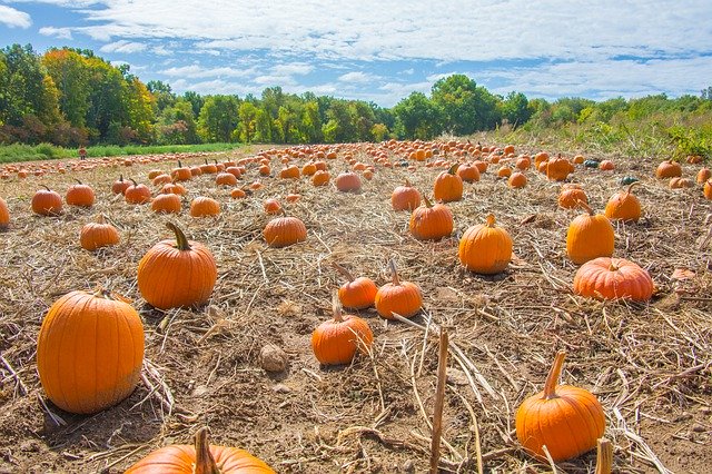 Free download Pumpkins Field Autumn -  free photo or picture to be edited with GIMP online image editor