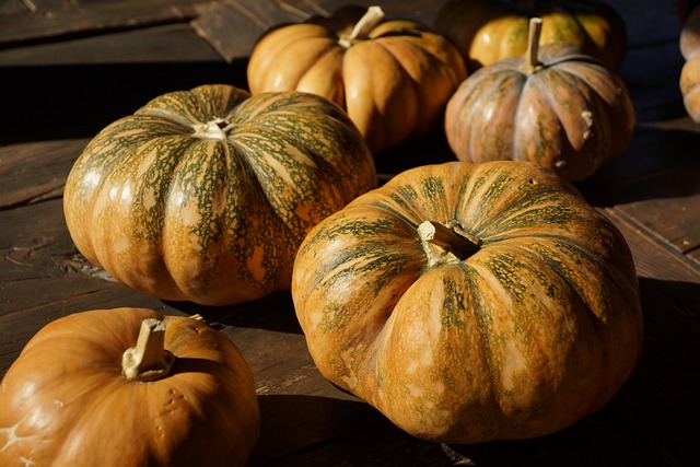 Free download pumpkins harvest vegetable food free picture to be edited with GIMP free online image editor