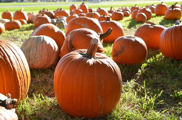 Free download Pumpkins Orange Fall -  free photo or picture to be edited with GIMP online image editor