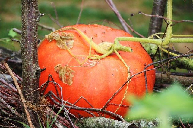 Free download Pumpkin Still Life Nature -  free photo or picture to be edited with GIMP online image editor