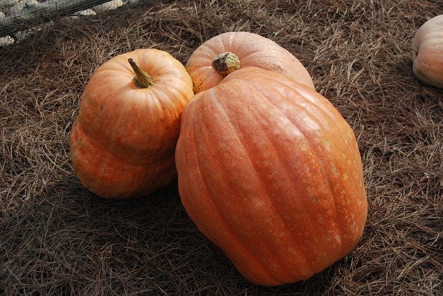 Free download Pumpkin Vegetable -  free photo or picture to be edited with GIMP online image editor