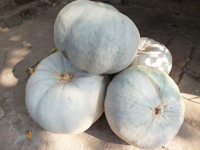 Free download Pumpkin Vegetables Autumn -  free photo or picture to be edited with GIMP online image editor