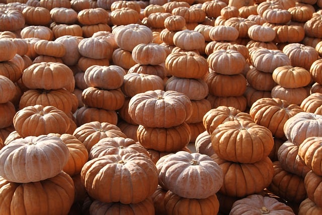 Free download pumpkin vegetables food harvest free picture to be edited with GIMP free online image editor