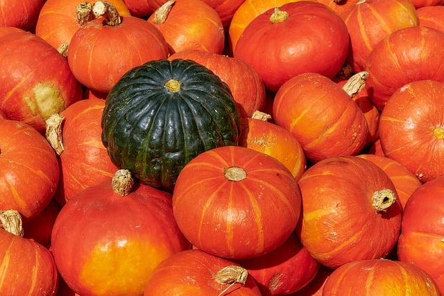 Free download pumpkin vegetables harvest contrast free picture to be edited with GIMP free online image editor