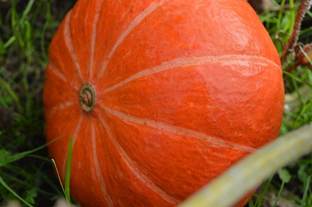 Free download Pumpkin Vegetables Hokkaido -  free photo or picture to be edited with GIMP online image editor