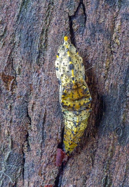 Free download Pupa Butterfly Large White -  free photo or picture to be edited with GIMP online image editor