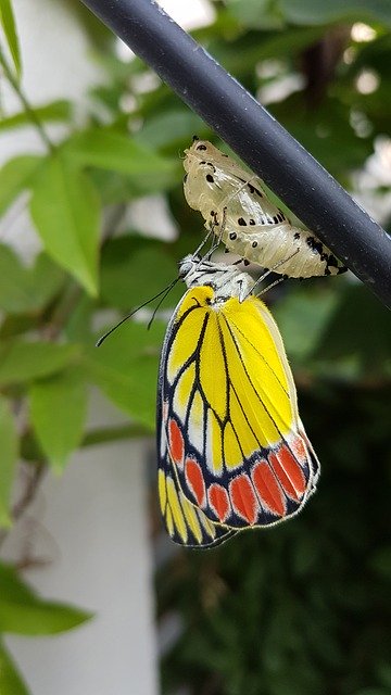 Free download Pupa Cocoon Butterfly -  free photo or picture to be edited with GIMP online image editor