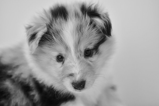 Free download Puppy Bitch Shetland Sheepdog -  free photo or picture to be edited with GIMP online image editor