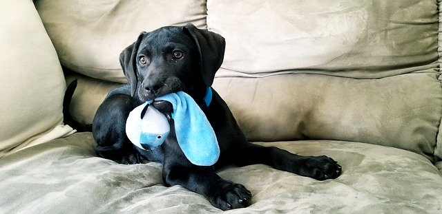 Free download Puppy Black Lab Toy -  free photo or picture to be edited with GIMP online image editor