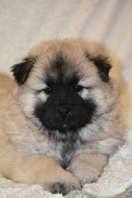 Free download Puppy Dog Eurasier -  free photo or picture to be edited with GIMP online image editor