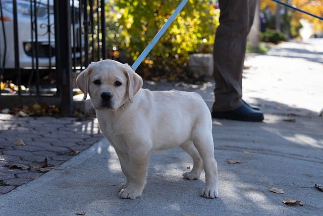 Free download Puppy Golden Retriever -  free photo or picture to be edited with GIMP online image editor