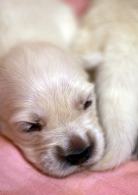 Free download Puppy Golden Retriever White -  free photo or picture to be edited with GIMP online image editor