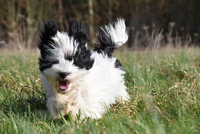 Free download puppy havanese run running playful free picture to be edited with GIMP free online image editor