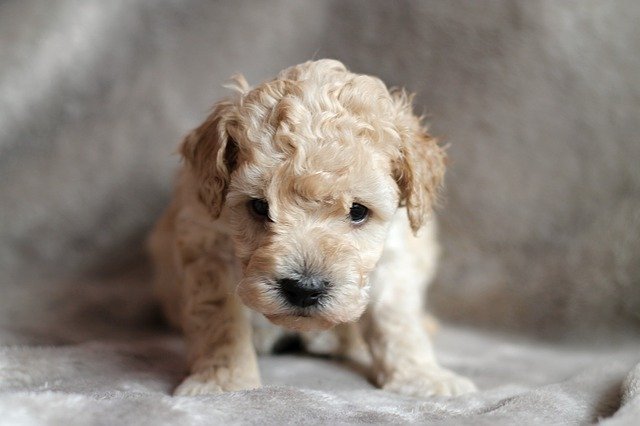 Free download Puppy Poodle Dog -  free photo or picture to be edited with GIMP online image editor