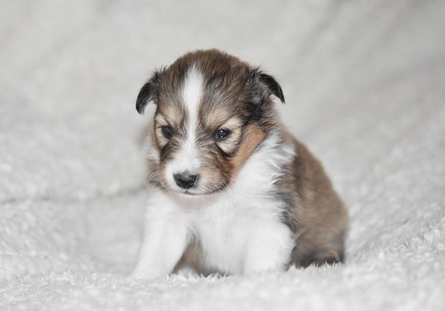 Free download Puppy Shetland Sheepdog -  free photo or picture to be edited with GIMP online image editor