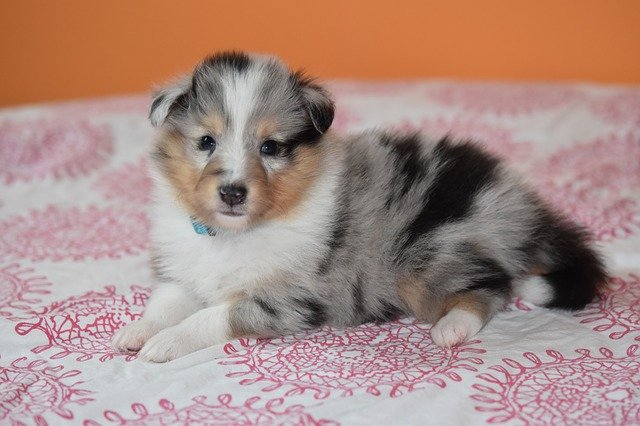 Free download Puppy Shetland Sheepdog Dog -  free photo or picture to be edited with GIMP online image editor