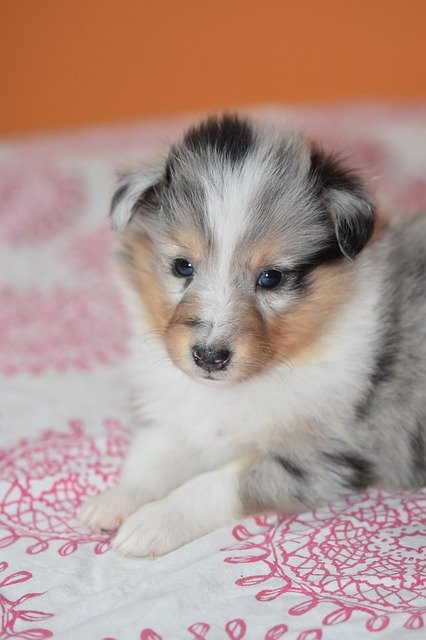 Free download Puppy Shetland Sheepdog Dog Bitch -  free photo or picture to be edited with GIMP online image editor