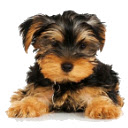 Puppy theme (Yorkshire terrier)  screen for extension Chrome web store in OffiDocs Chromium