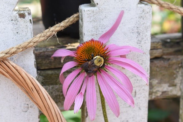 Free download Purple Coneflower Bee -  free photo or picture to be edited with GIMP online image editor