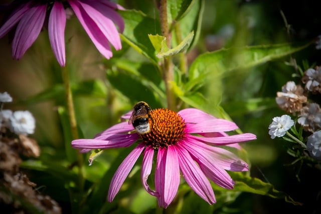 Free download purple coneflower flower bumblebee free picture to be edited with GIMP free online image editor