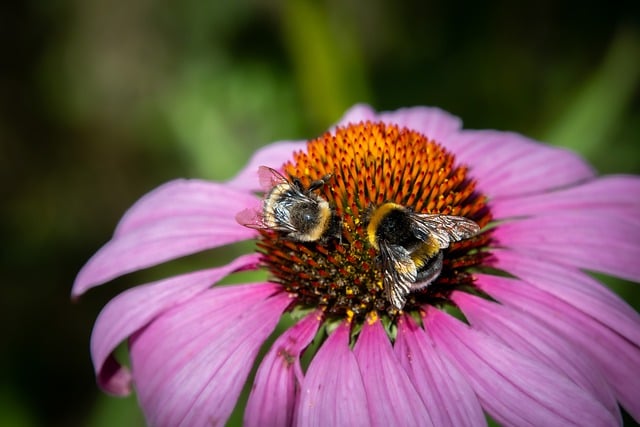 Free download purple coneflower flower bumblebees free picture to be edited with GIMP free online image editor