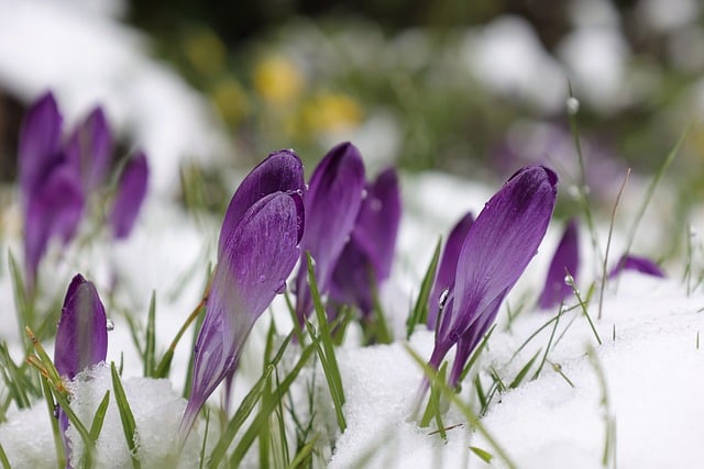 Free download purple crocuses crocuses snow free picture to be edited with GIMP free online image editor