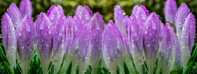 Free download purple crocuses flower buds dewdrops free picture to be edited with GIMP free online image editor