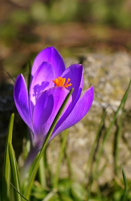 Free download purple crocus purple flower crocus free picture to be edited with GIMP free online image editor