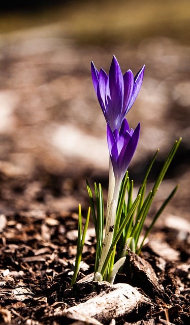 Free download purple crocus purple flowers crocus free picture to be edited with GIMP free online image editor