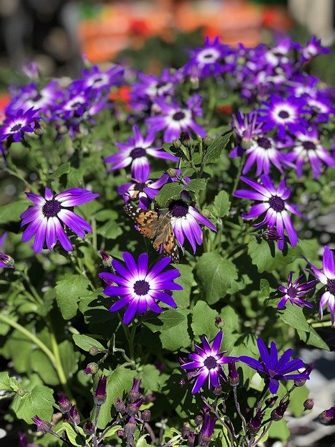 Free download Purple Daisies Painted Lady -  free photo or picture to be edited with GIMP online image editor