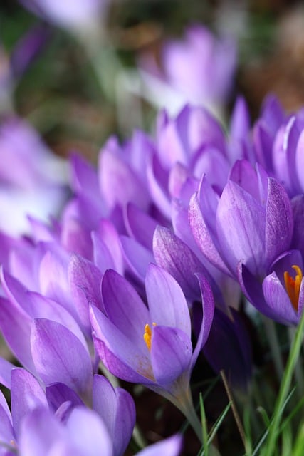 Free download purple flower botany spring crocus free picture to be edited with GIMP free online image editor