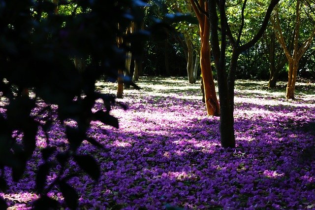 Free download Purple Flower Carpet Flowers -  free photo or picture to be edited with GIMP online image editor