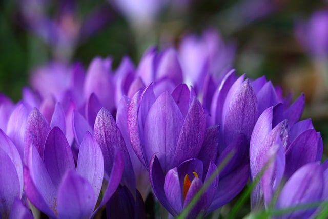 Free download purple flower crocus crocus flower free picture to be edited with GIMP free online image editor