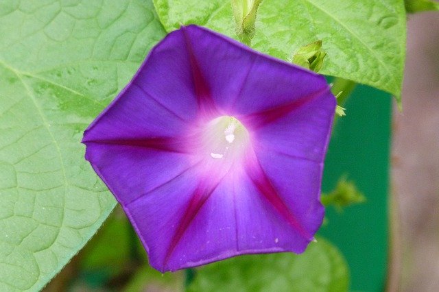 Free download Purple Flower Morning Glory -  free photo or picture to be edited with GIMP online image editor