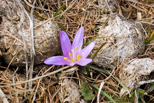 Free download purple flower purple crocus crocus free picture to be edited with GIMP free online image editor