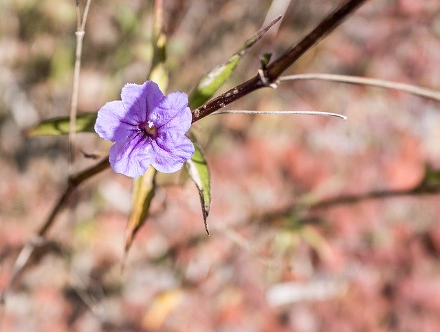 Download gratuito Purple Flower Ruella Close Up - foto o immagine gratuita da modificare con l'editor di immagini online di GIMP