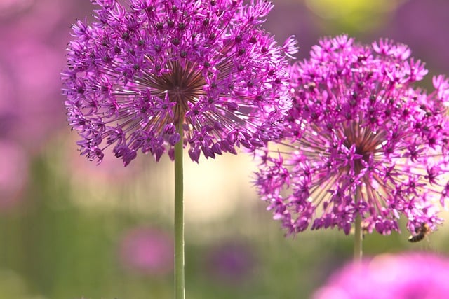 Free download purple flowers allium free picture to be edited with GIMP free online image editor