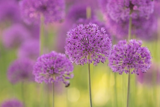 Free download purple flowers flowers nature flora free picture to be edited with GIMP free online image editor