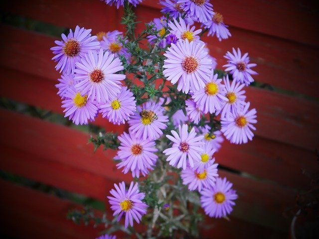 Free download Purple Flowers Nature -  free photo or picture to be edited with GIMP online image editor