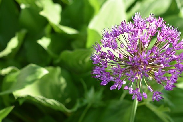 Free download Purple Flower Violet -  free photo or picture to be edited with GIMP online image editor