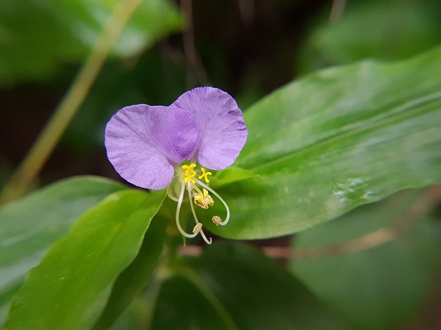 Free download Purple Flower Wildflower Commelina -  free photo or picture to be edited with GIMP online image editor