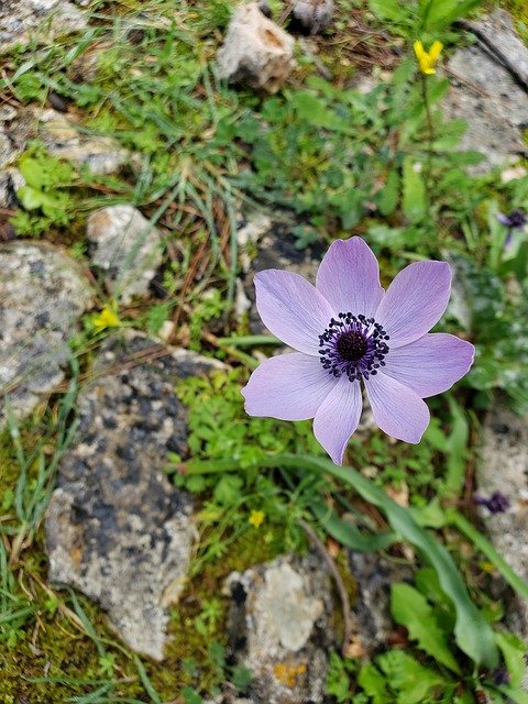 Free download Purple Flower Wildflower Path -  free photo or picture to be edited with GIMP online image editor